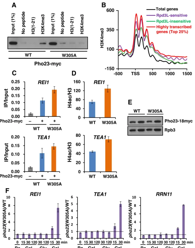 Figure 5. The interaction between the Pho23 PHD finger and H3K4me3 induces deacetylation and TREM