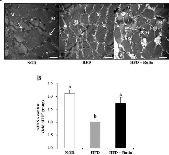 Figure 3. Effect of rutin on muscle mitochondrial morphology and mitochondrial DNA  (mtDNA) content