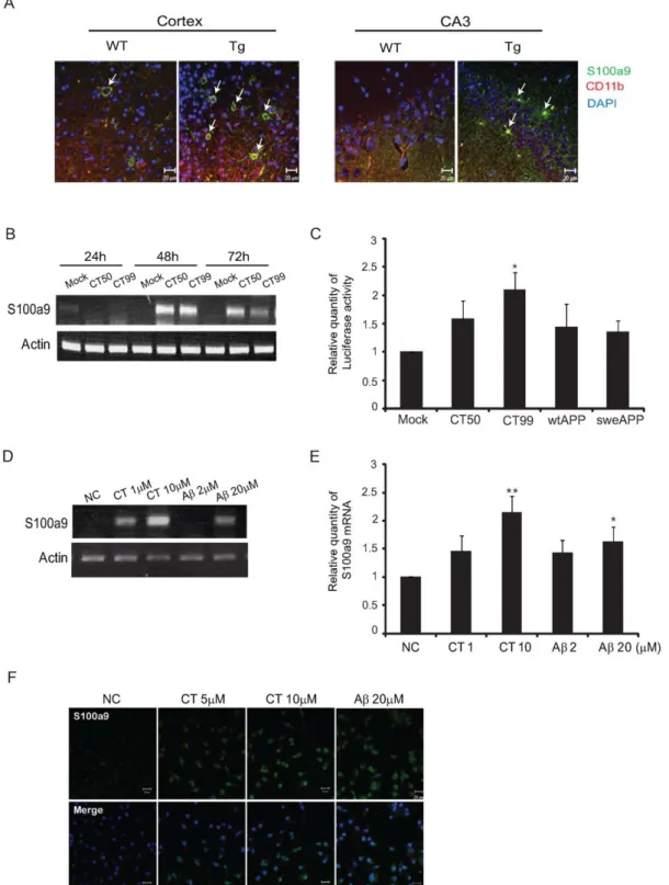 Figure 2. Ab and CT induced S100a9 expression in BV2 cells. (A) Immunostaining for S100a9 (green) and CD11b (red) was performed in the cortex and CA3 of Tg and type mouse brains
