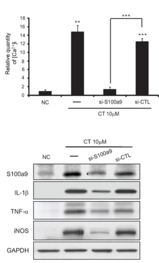 Figure 3. S100a9 induced by Ab or CT increased [Ca 2+ ]