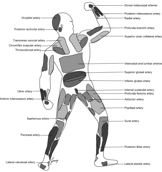 Fig. 7. Composite schematic draw- draw-ings of the vascular territories of the body that corresponds to source  arteries, posterior and oblique view.