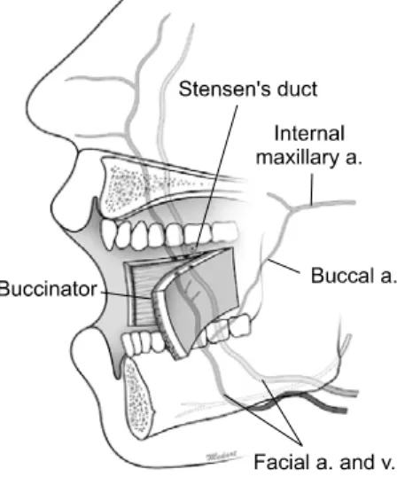 Fig. 8. One month after the surgery, the defect is successfully