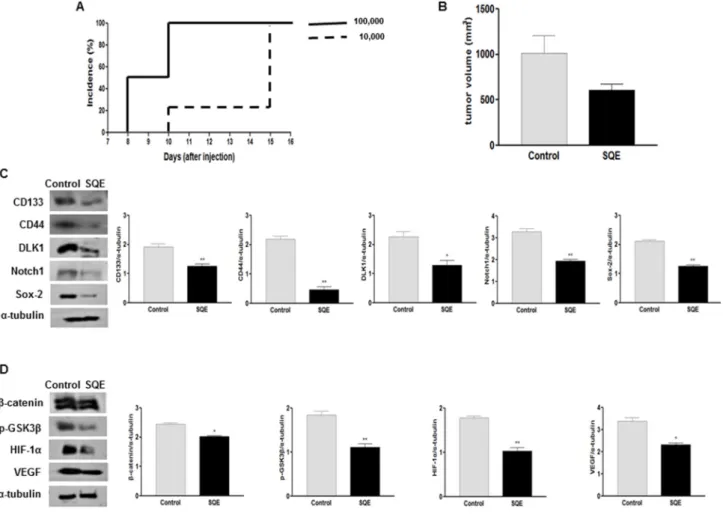 Figure 8. Effect of SQE on tumorigenicity and CSC marker expression of CD133 + CD44 +