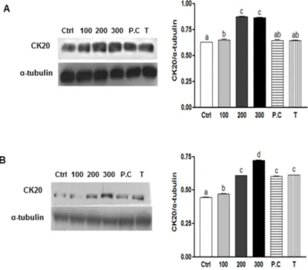 Figure 4. Effects of SQE, p-coumaric acid, and tricin on cell differentiation in colon CSCs