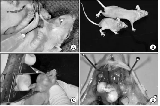 Fig. 1. (A) For establishment of  recapitulating orthotopic tumor  model of oral SCC, 5×10 5  cells of  human OSCC (KB, SCC-4, SCC-9)  were injected into the right  mandi-bular gland