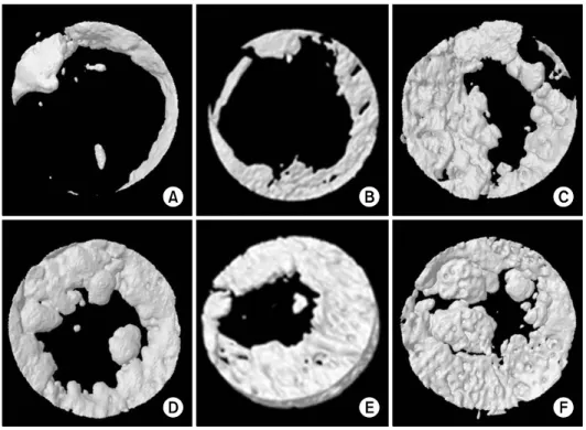 Fig. 2. Micro-computerized tomography.