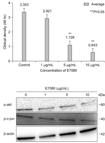 Fig. 2. Optical density of SCC-9 in MTT assay.