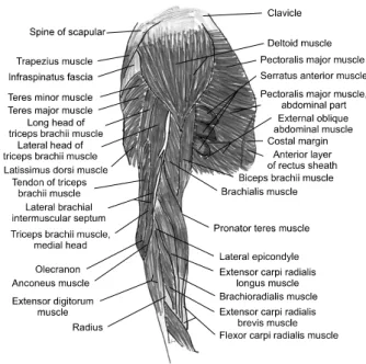 Fig. 1. Schematic drawing of lateral upper arm muscles, lateral view. 