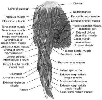 Fig. 2. Schematic drawing of lateral upper arm muscles and  arteries, frontal view with dissected triceps muscle.