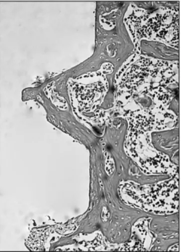Fig. 4. H&amp;E stain of low-intensity pulsed ultrasound group at 1  week (×100).