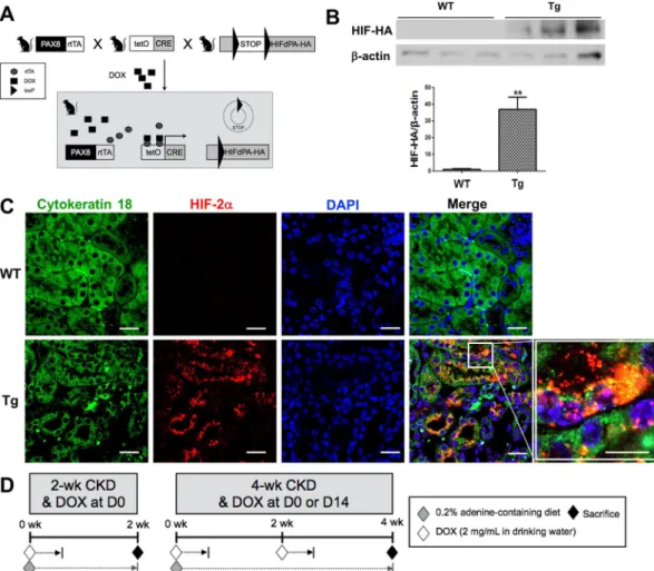 Figure 1.  Breeding strategy and the experimental design. (A) Breeding strategy to make transgenic (Tg) mice  in renal tubular cells