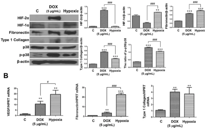 Figure 6.  Protein and mRNA expressions changed similarly between doxycycline (DOX)-treated and  hypoxia-exposed tubular epithelial cells (TECs)