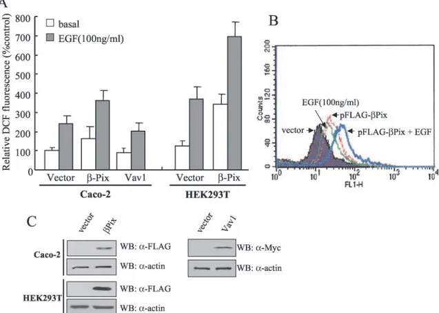 FIG. 1. Effect of ␤Pix overexpression on EGF-induced ROS generation in Caco-2 or HEK293T cells