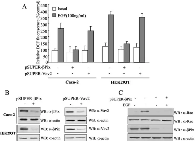 FIG. 2. Effect of ␤Pix depletion by siRNA expression on growth factor-induced ROS generation