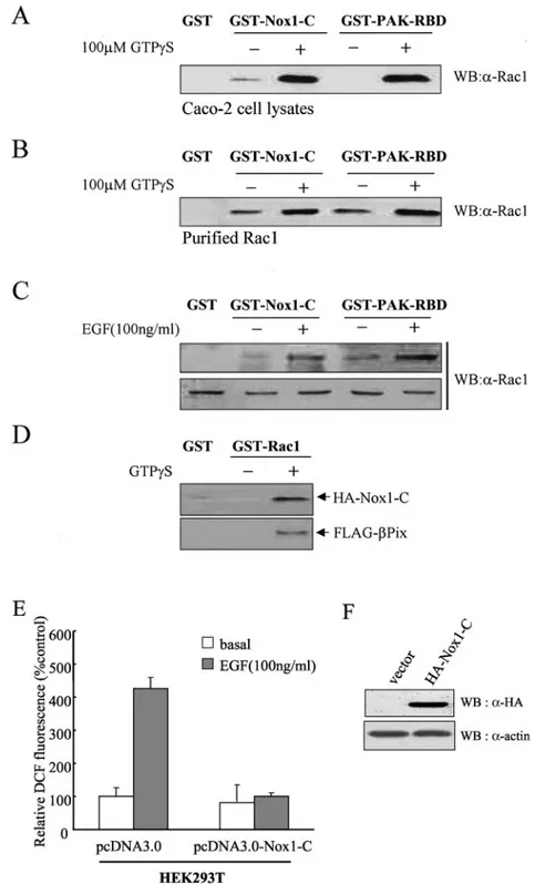 FIG. 6. Direct interaction of Rac1 with Nox1. A Caco-2 cell lysate (A) or purified Rac1 (1 ␮g) (B) was incubated first for 10 min at room temperature in the absence or presence of 100 ␮M GTP-␥-S and then for 3 h at 4°C with bead-conjugated GST, GST–Nox1-C,