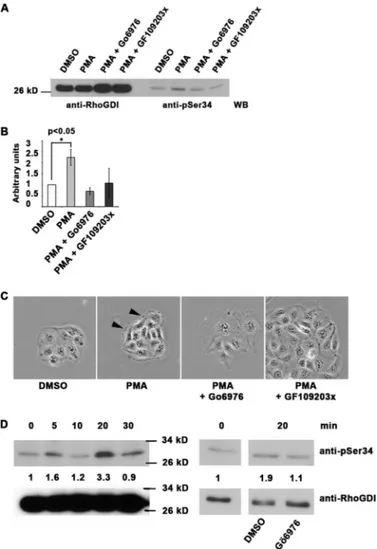 FIGURE 3. Serine 34 phosphorylation of RhoGDI ␣ is a regulator of PKC-