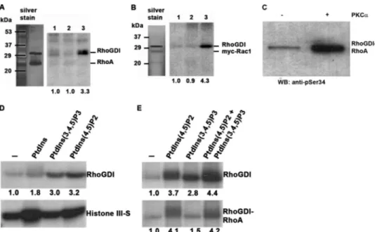 FIGURE 4. RhoGDI ␣ status regulates MDCK cytoskeletal organization. MDCK epithelial cells were transfected with empty vector or RhoGDI cDNAs encod- encod-ing His-tagged wild-type (WT RhoGDI), S34A, or S34D mutations