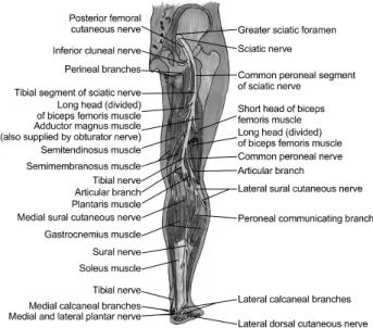 Fig. 1. Anatomical schematic drawing of the posterior and lateral leg, showing the sural nerve origins and its communicating  branches.의  발거  등으로  인하여  손상  받을  수  있으며,  안면신경의  손상도 이하선과  관련된  악성  및  양성종양의  절제  및  여러  안면부  외상 후  발생하게  된다