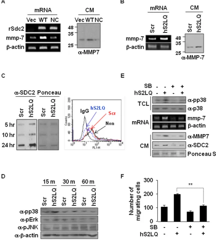 Figure 6: Shed syndecan-2 enhances MMP-7 expression via p38 MAP kinase activation in colon cancer cells