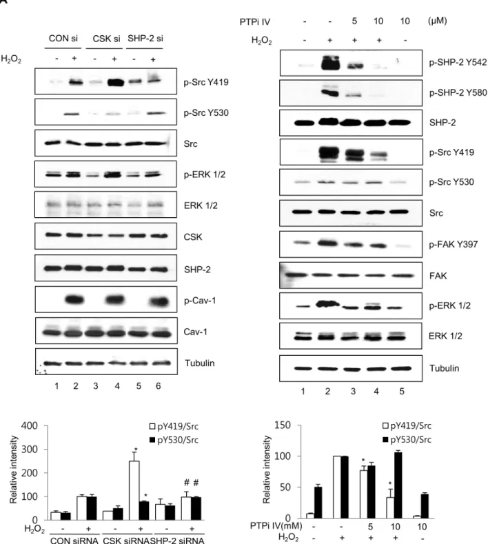 Figure 7. SHP-2 and CSK reciprocally regulate H 2 O 2 -induced Src activation. (A) CRT-MG cells transfected with GFP siRNA, CSK siRNA, and