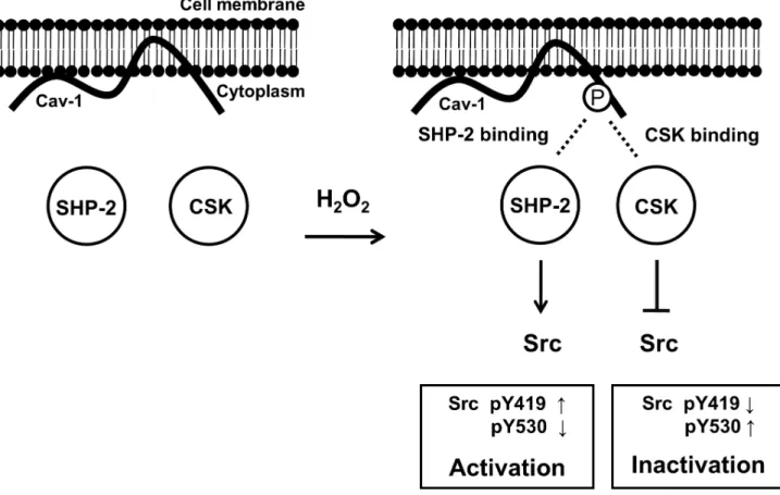 Figure 8. Proposed model. The binding pattern of caveolin-1, SHP-2, and CSK under oxidative stress