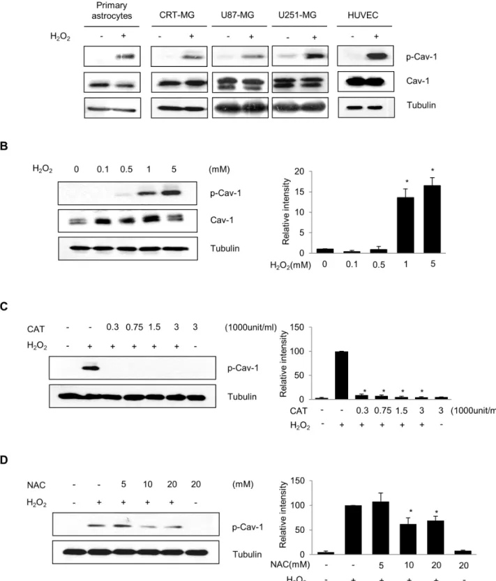 Figure 1. H 2 O 2 induces caveolin-1 phosphorylation at Tyr 14 in rat primary astrocytes and human astroglioma cells