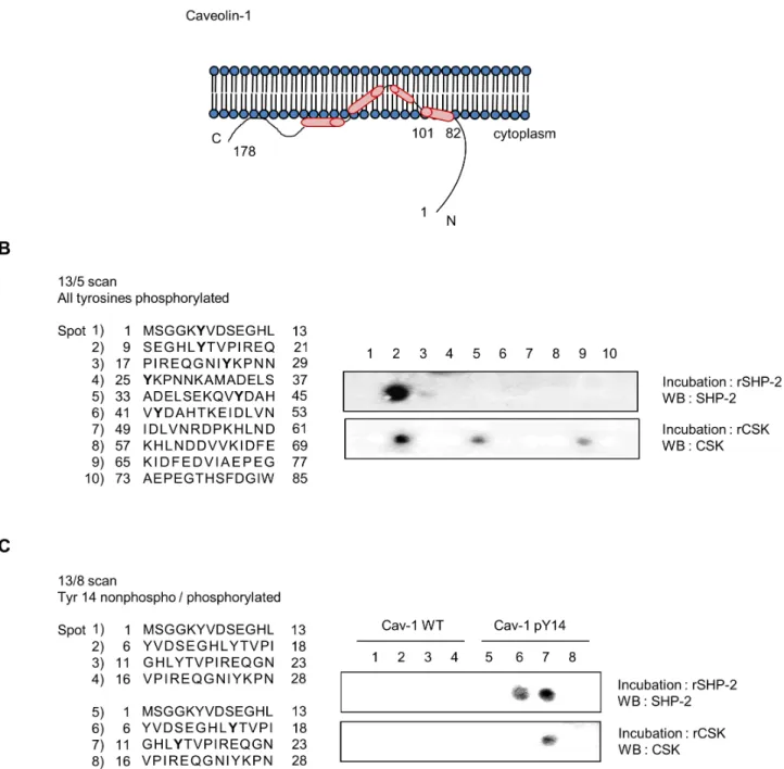 Figure 4. Both SHP-2 and CSK bind specifically to phosphorylated caveolin-1 at Tyr 14