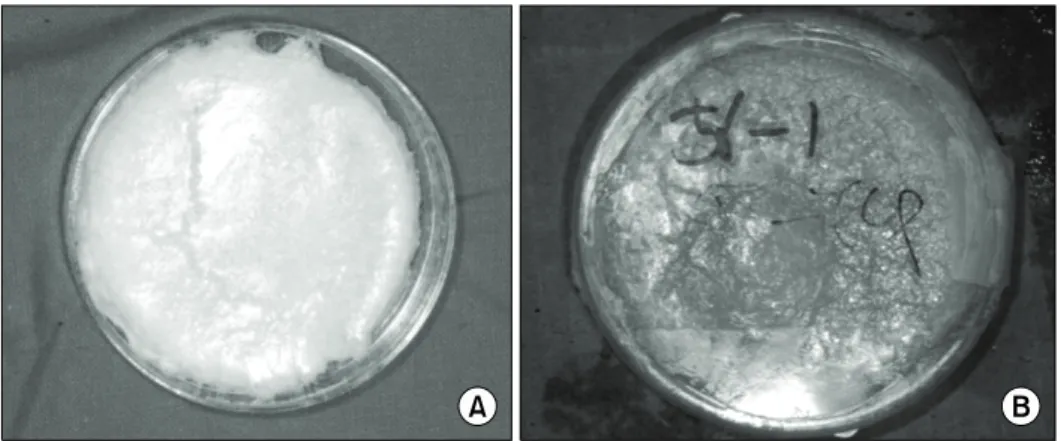 Fig. 1. Sponge-typed graft materials.