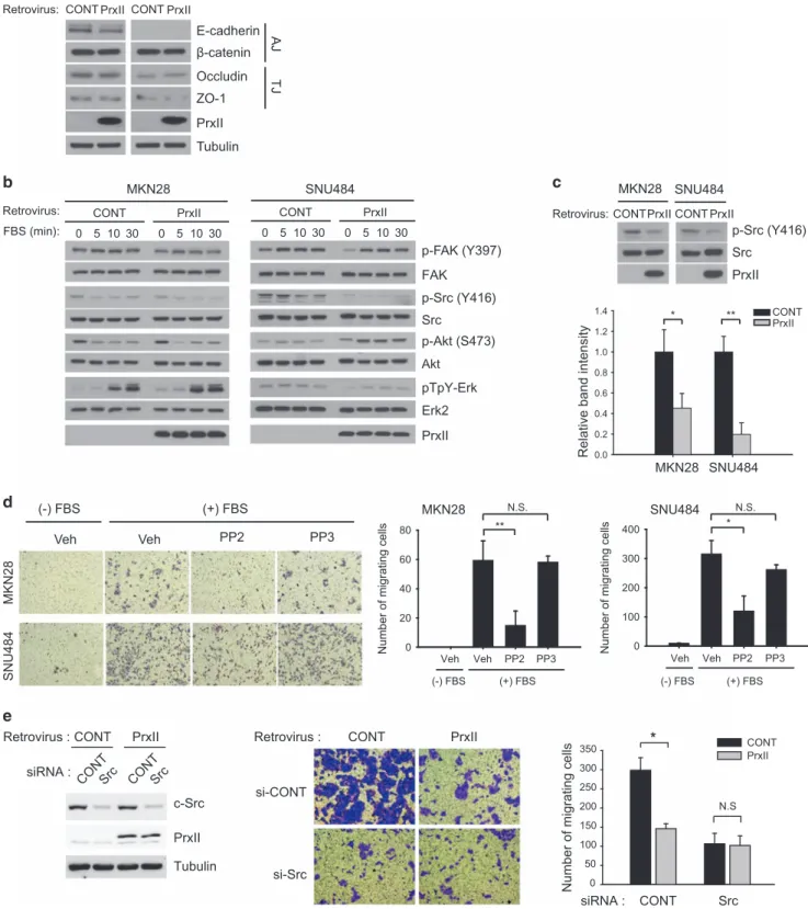 Figure 6 PrxII expression inhibits Src kinase activation. (a –c) Retroviral-infected MKN28 and SNU484 cells were analyzed by immunoblotting for the indicated proteins