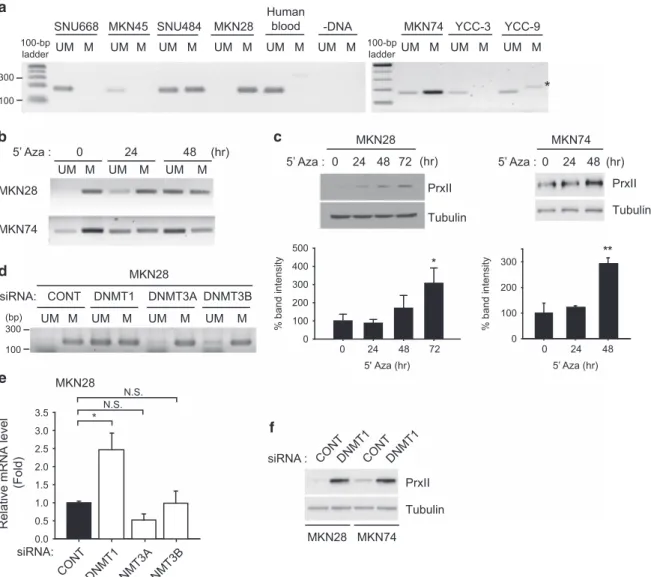 Figure 2 PrxII expression is silenced by promoter methylation. (a) MSP was performed as described in the Material and Methods section