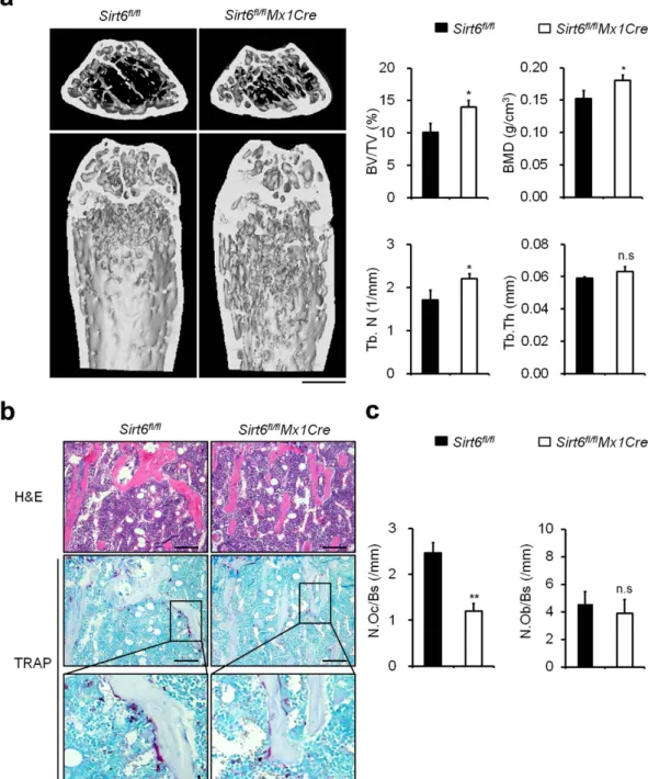 Figure 1.  Sirt6  fl/fl Mx1Cre mice exhibited a high bone mass phenotype. (a) Microcomputed tomography  