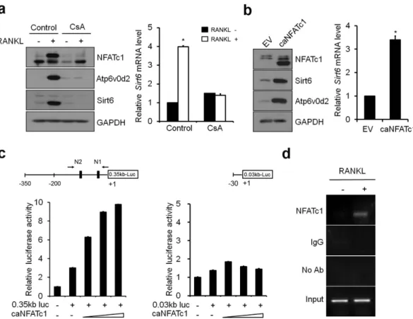 Figure 4.  NFATc1 regulated Sirt6 expression during osteoclastogenesis. (a) (Left) BMMs were cultured 
