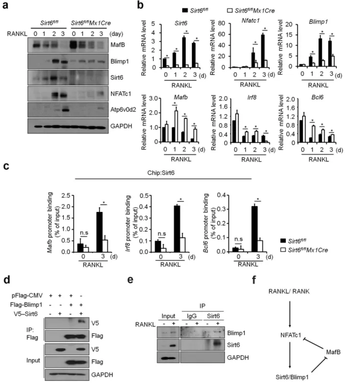 Figure 5.  MafB expression was enhanced in Sirt6-deficient BMMs. (a) Sirt6 fl/fl  and Sirt6 fl/fl Mx1Cre BMMs 