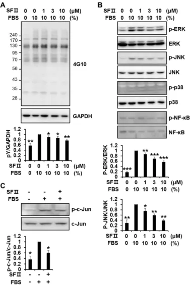 Figure  4.  Effect  of  skullcapflavone  II  on  phosphorylation  of  signaling  molecules  in  foreskin 