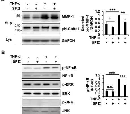 Figure 5. Effect of skullcapflavone II on tumor necrosis factor (TNF)-α-induced MMP-1 expression in 