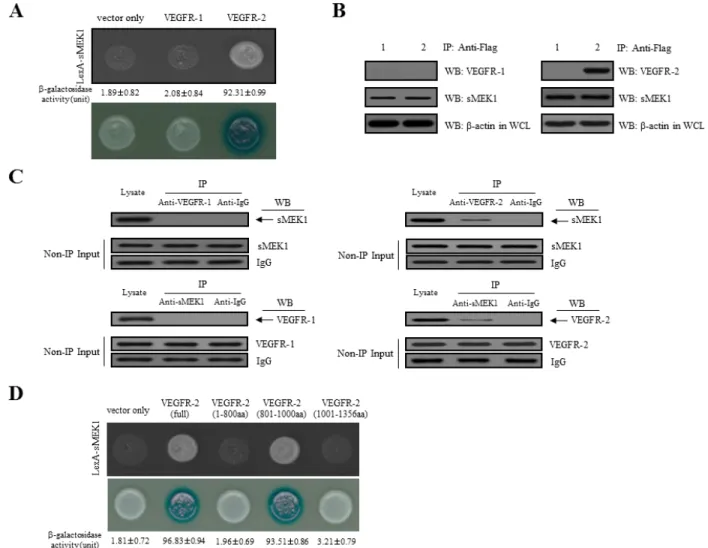Figure 1: Physical interaction between sMEK1 and VEGFR-2.  A. Positive interactions were confirmed by observed cell growth  on a medium lacking leucine and by the formation of blue colonies on X-gal plates containing 2% galactose