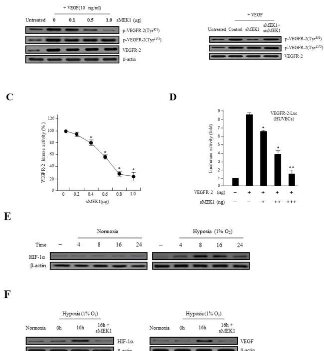 Figure 2: sMEK1 decreases VEGF-stimulated VEGFR-2 phosphorylation (Tyr-951).  A. HUVECs were transfected with  different concentrations of sMEK1, and total cell lysates were prepared