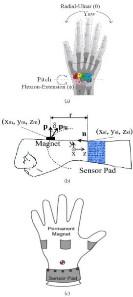 Fig. 1. Hand anthropotomy model and the installation  of  magnet  and  sensor  pad.