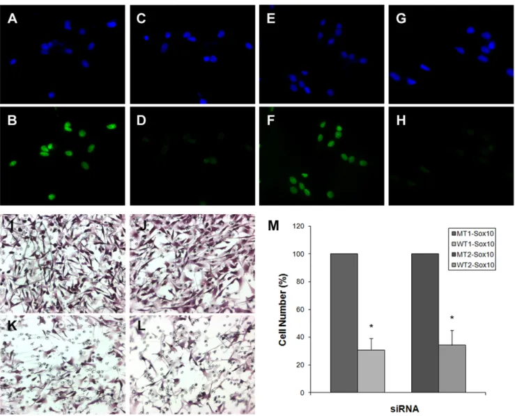Figure 1. Knockdown of Sox10 leads to inhibition of migration of B16F10 melanoma cells