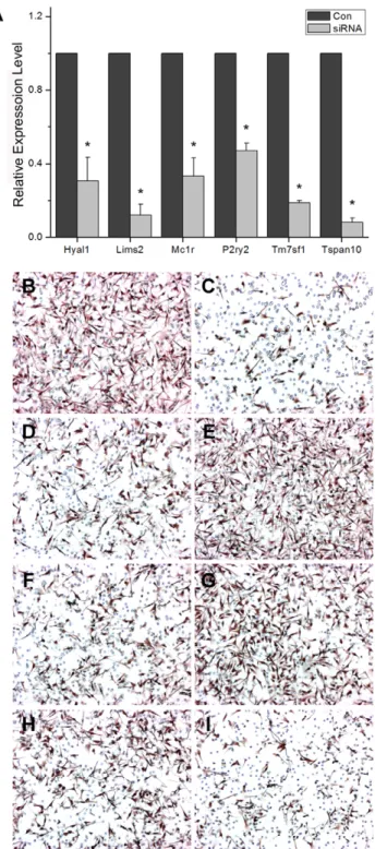 Figure 3. Targets of Sox10 regulate migration of B16F10 melanoma cells. (A) Quantitative RTPCR assay was carried out to test the efficacy of siRNAs directed for the selected genes