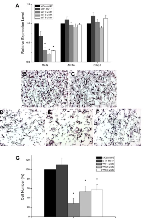 Figure 5. Mc1r promotes migration of melanoma cells. (A) Quantitative Real time RTPCR assays were carried out using B16F10 murine melanoma cells transfected with the universal control siRNA, MT1-Mc1r, or one of the three siRNAs specific for Mc1r, WT1-Mc1r,
