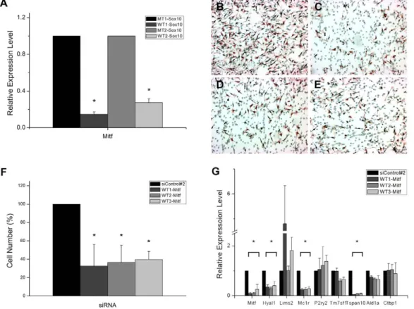 Figure S1 TUNEL assay. B16F10 cells were transfected with indicated siRNAs for 24 hours and replated as in the transwell migration assay
