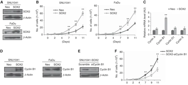 Figure 2. Cell proliferation induced by SOX2 overexpression via upregulation of cyclin B in vitro