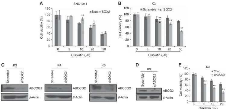 Figure 5. Suppression of SOX2 expression in primary HNSCC stem cells decreases antitumour drug resistance related to ABCG2