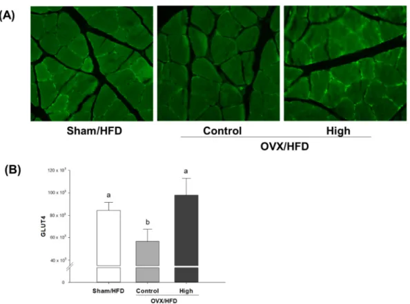 Figure 1. Confocal immunohistochemical analysis of (A) soleus muscle GLUT4 protein and (B) its  quantification in OVX/HFD rats