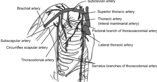 Fig. 4. Schematic drawing of  subclavian artery and its branches  (Illustration was modified from the Sobotta atlas of human anatomy,  Volume 1, 11 th  edition, Urban &amp; 