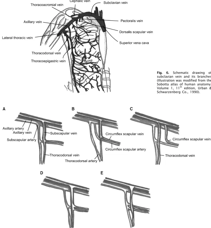 Fig. 6. Schematic drawing of  subclavian vein and its branches  (Illustration was modified from the Sobotta atlas of human anatomy,  Volume 1, 11 th  edition, Urban &amp; 