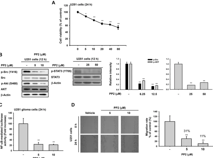 Figure 5: Antitumor effects of Src inhibitor PP2 on U251 glioma cells.  (A) Cytotoxic effects of PP2 by MTT assays 24 h after  treatment