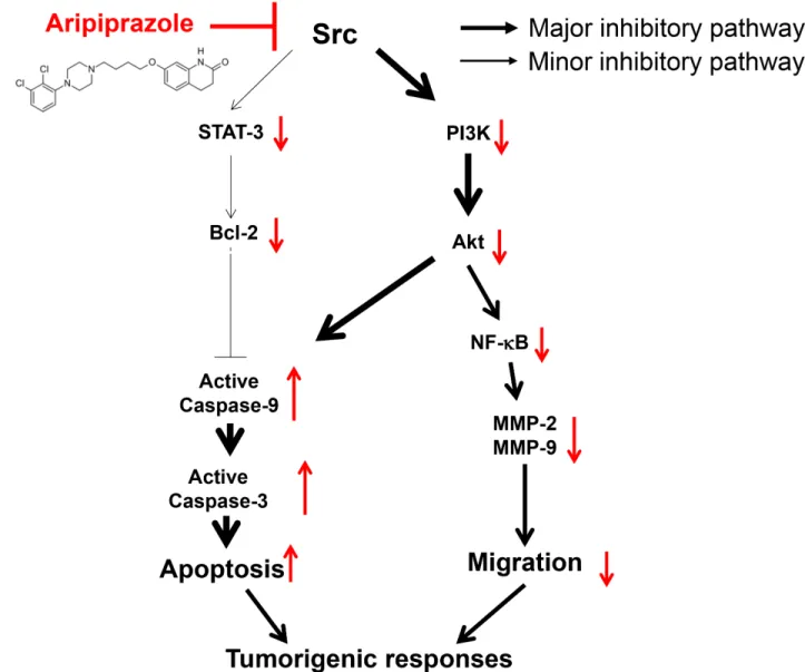 Figure 6: Schematic of the antitumorigenic mechanisms of ARP in U251 glioma cells.