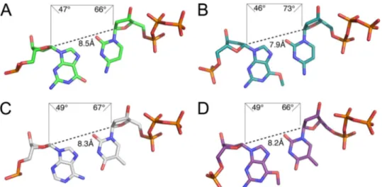FIGURE 6. Geometric properties of Hoogsteen base pairs G:dCTP, O 6 -methylG:dCTP, A:dTTP, and O 6 -methylG:dTTP in the active site of pol ␫